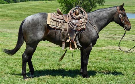 Browse Horses, or place a FREE ad today on horseclicks. . Horses for sale in missouri
